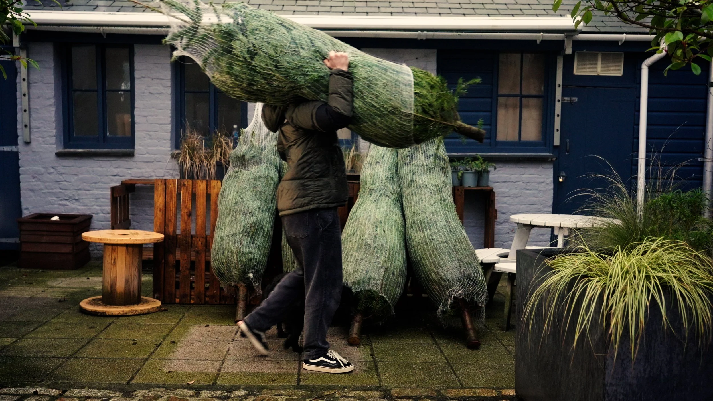 Christmas Trees 2.jpg