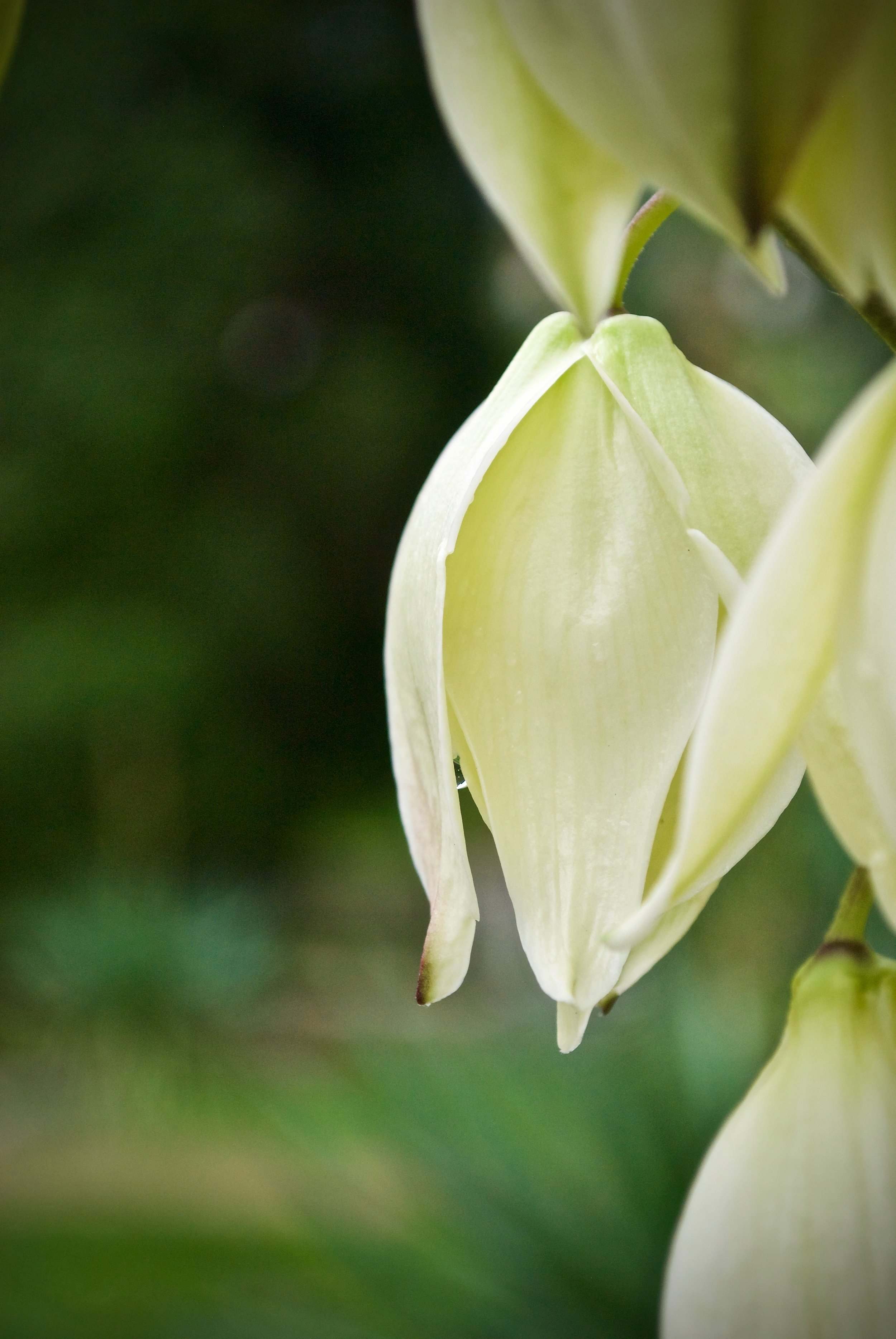 Bloemen - Afscheidsfotografie x STiP Fotografie