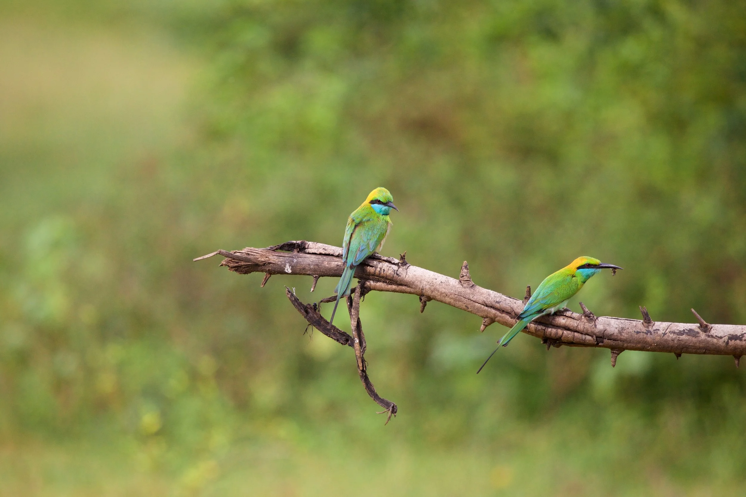 not italy afdinrg 3.jpg