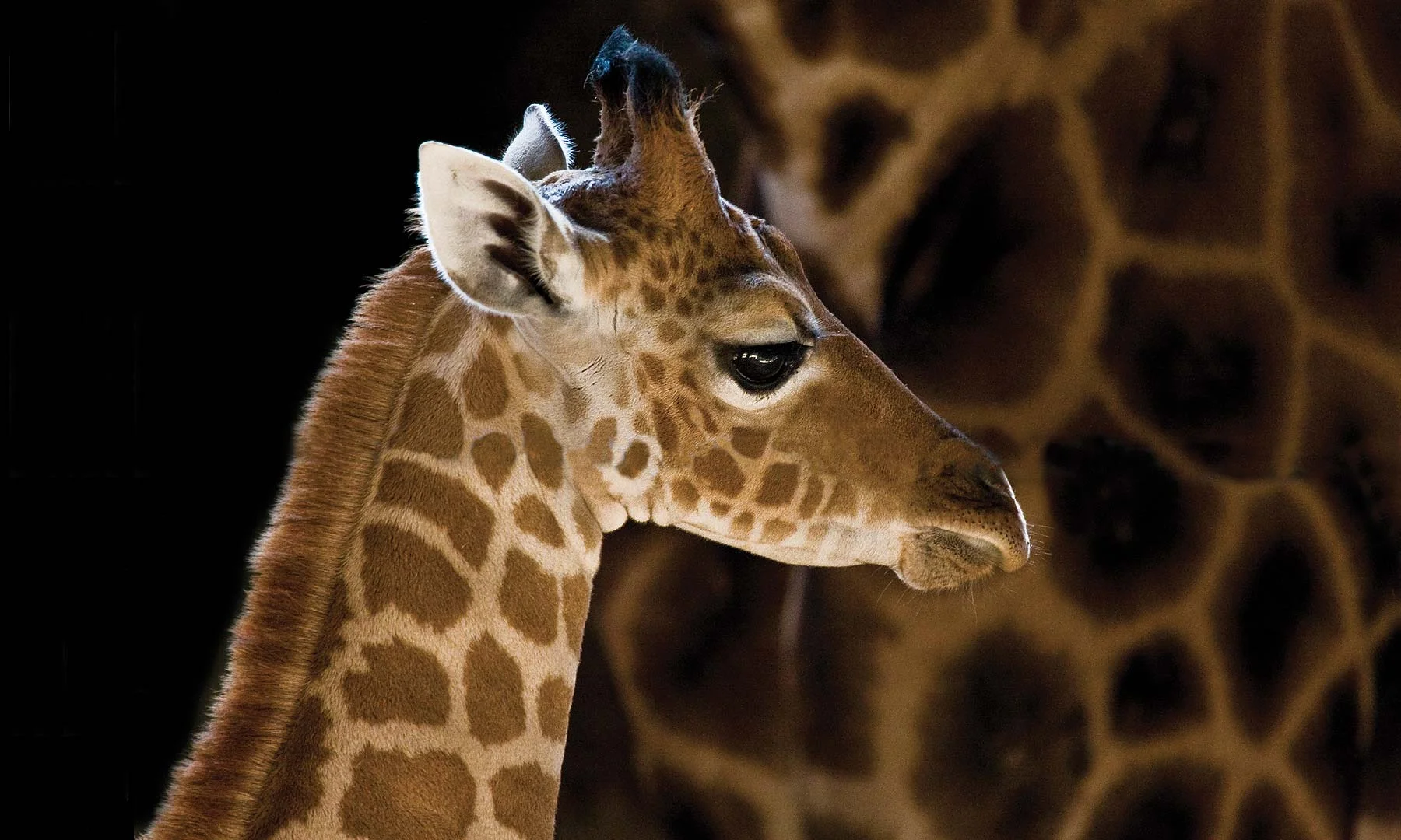 Lrg_Marwell01.jpg