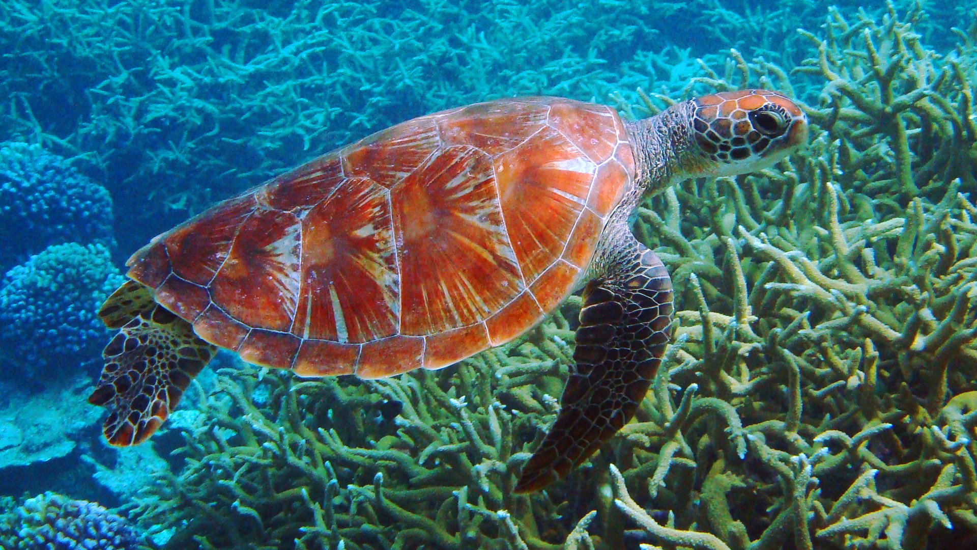 NATURAL SCIENCE education video provider