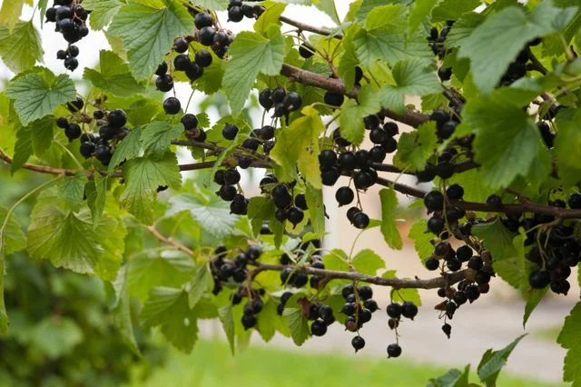 Bug Hill Farm Currants