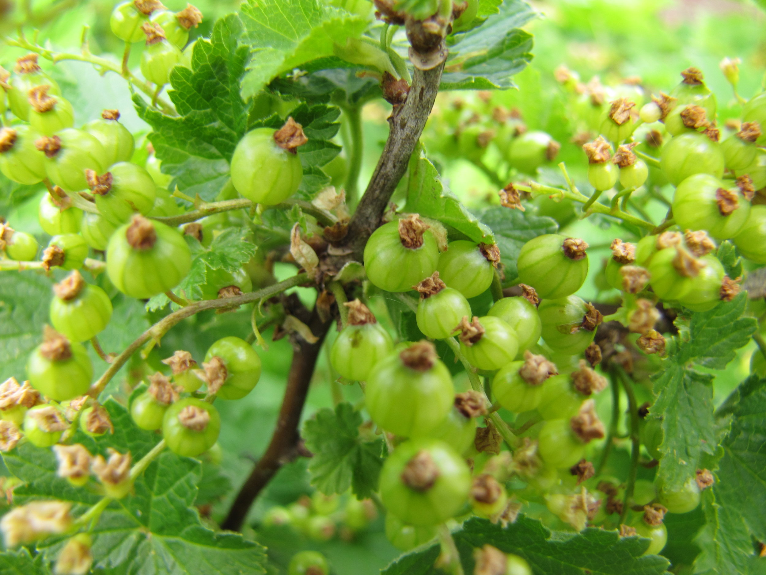 Bug Hill Farm Gooseberries