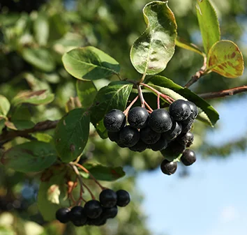 Bug Hill Farm Aronia