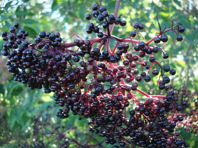 Bug Hill Farm Elderberries