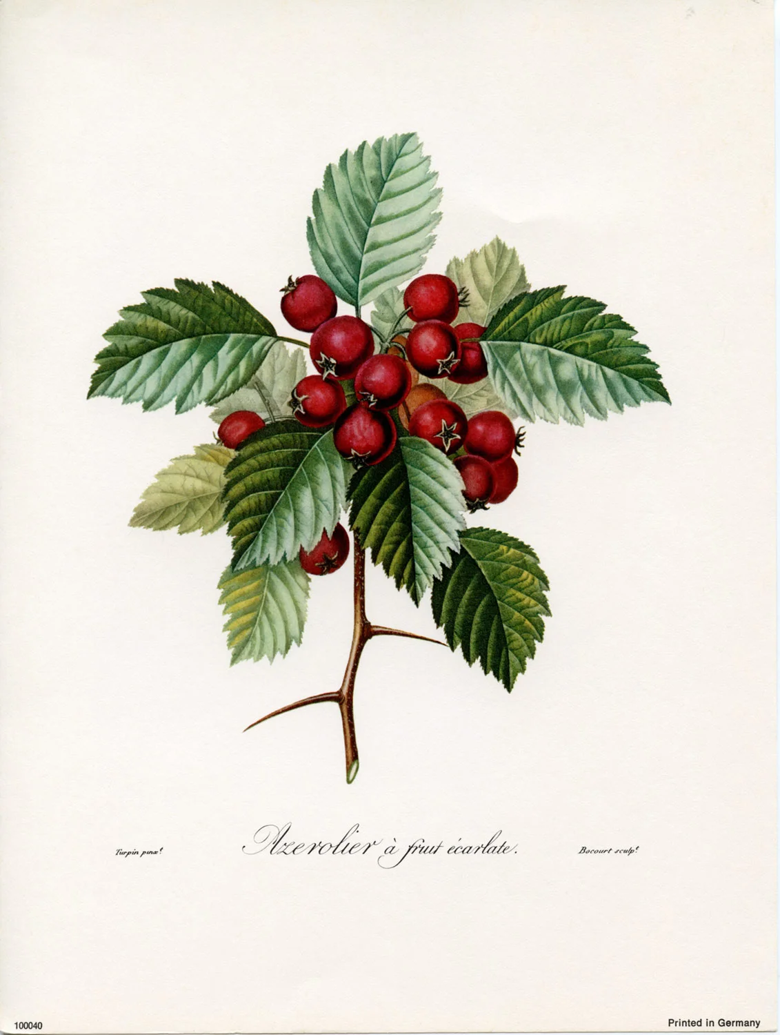 red-cherries_green-leaves.jpg