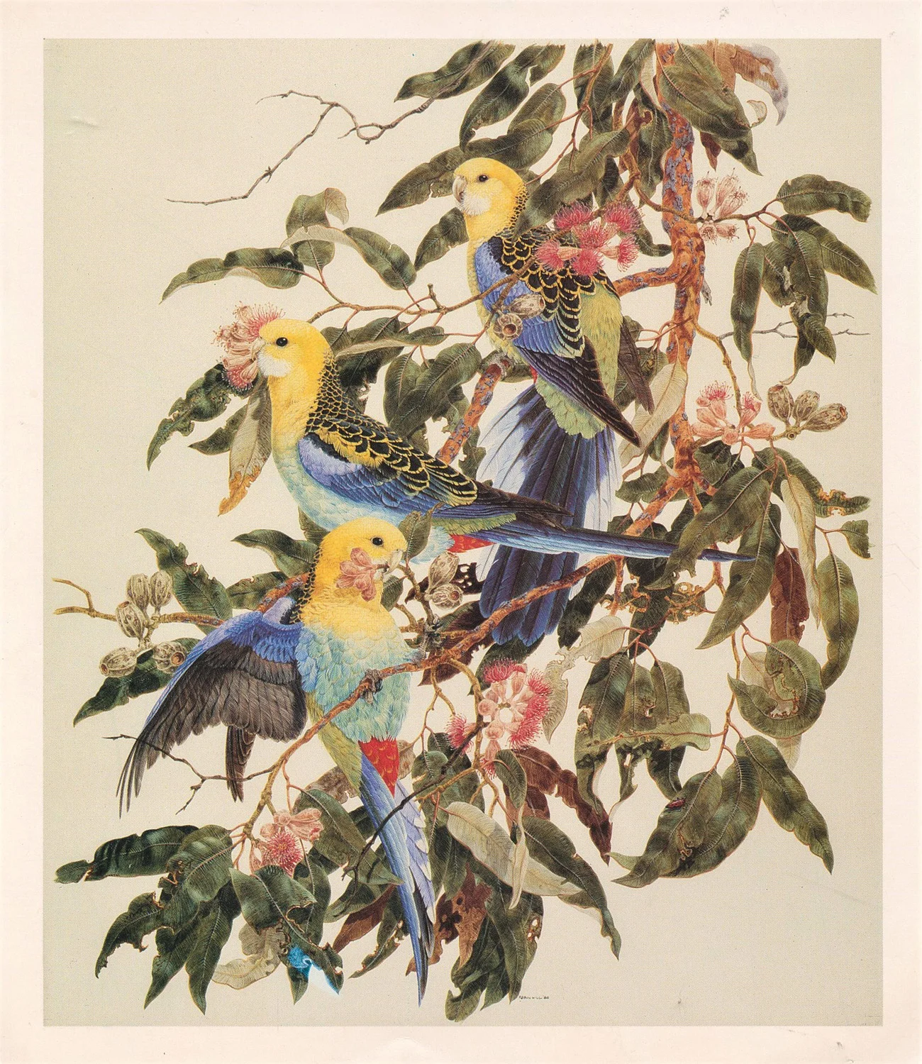 birds.jpg