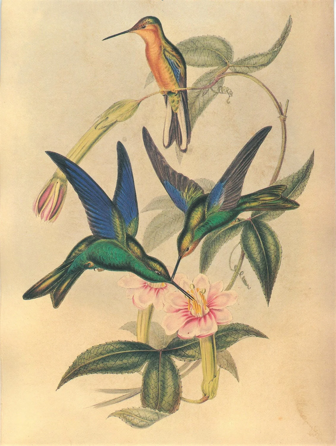 birds-4.jpg