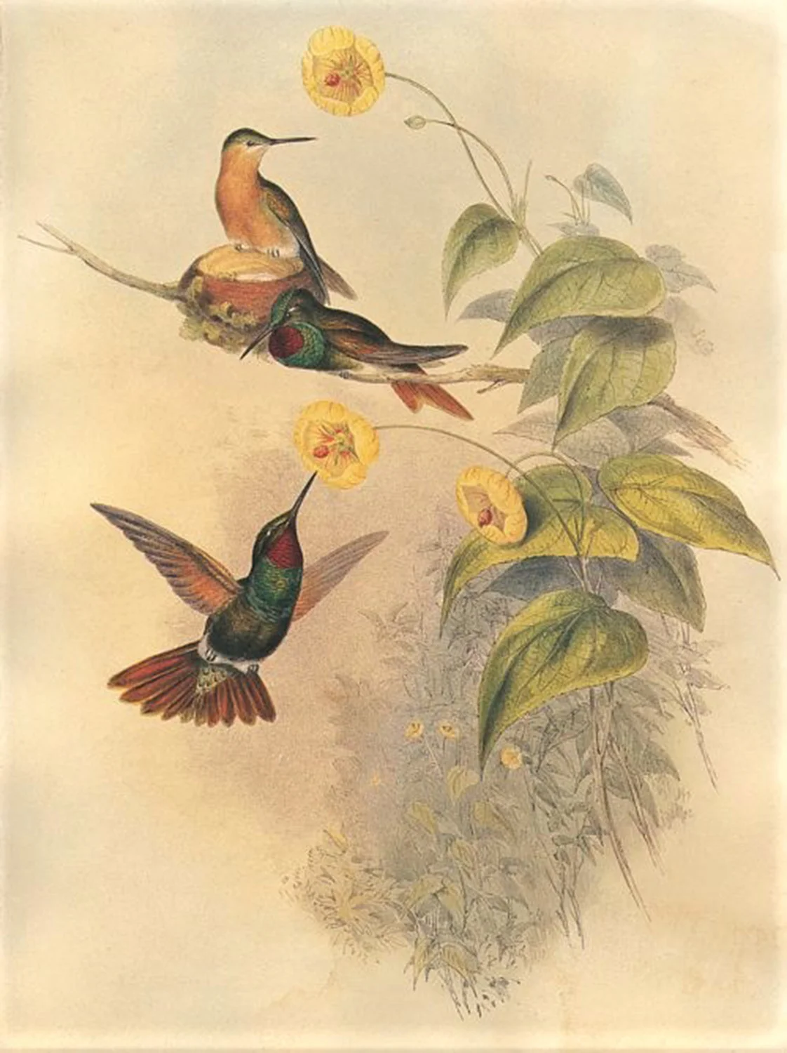 birds-5.jpg