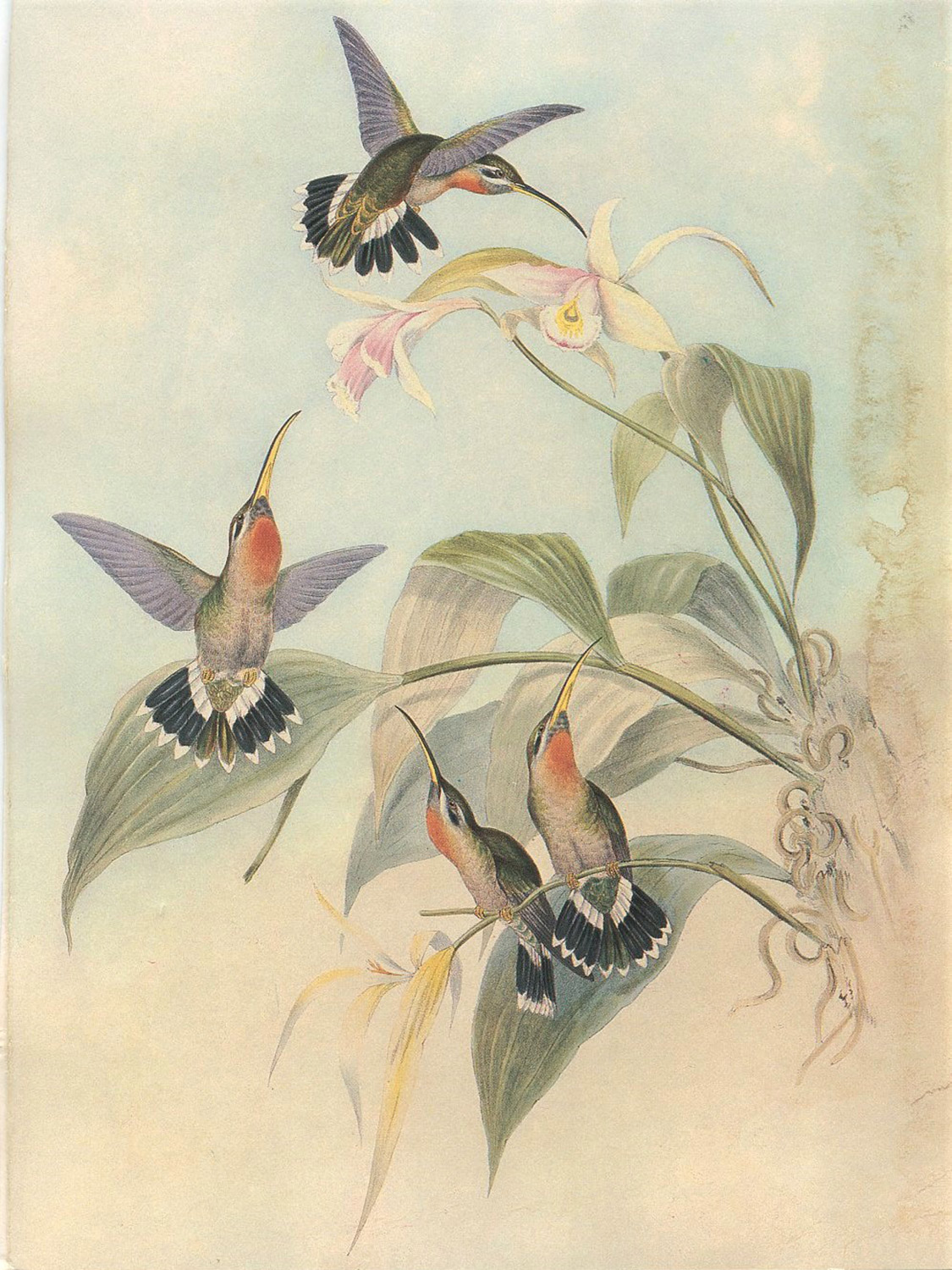 birds-6.jpg