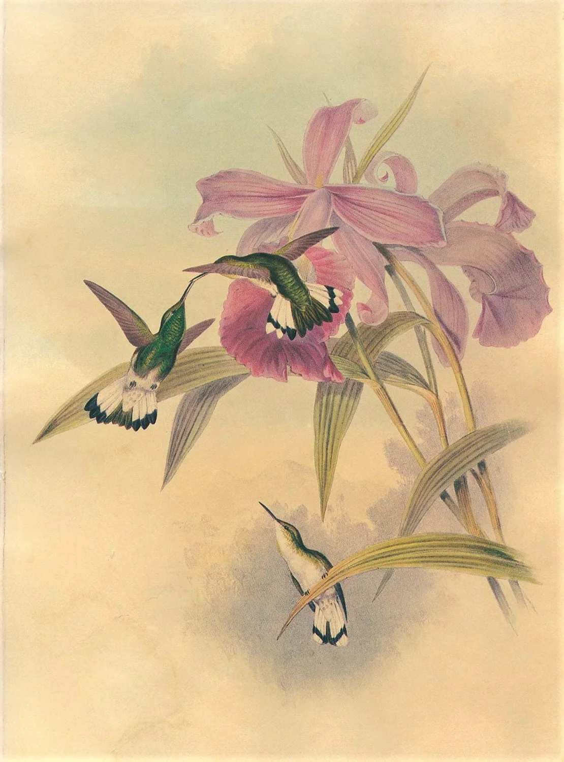 birds-7.jpg