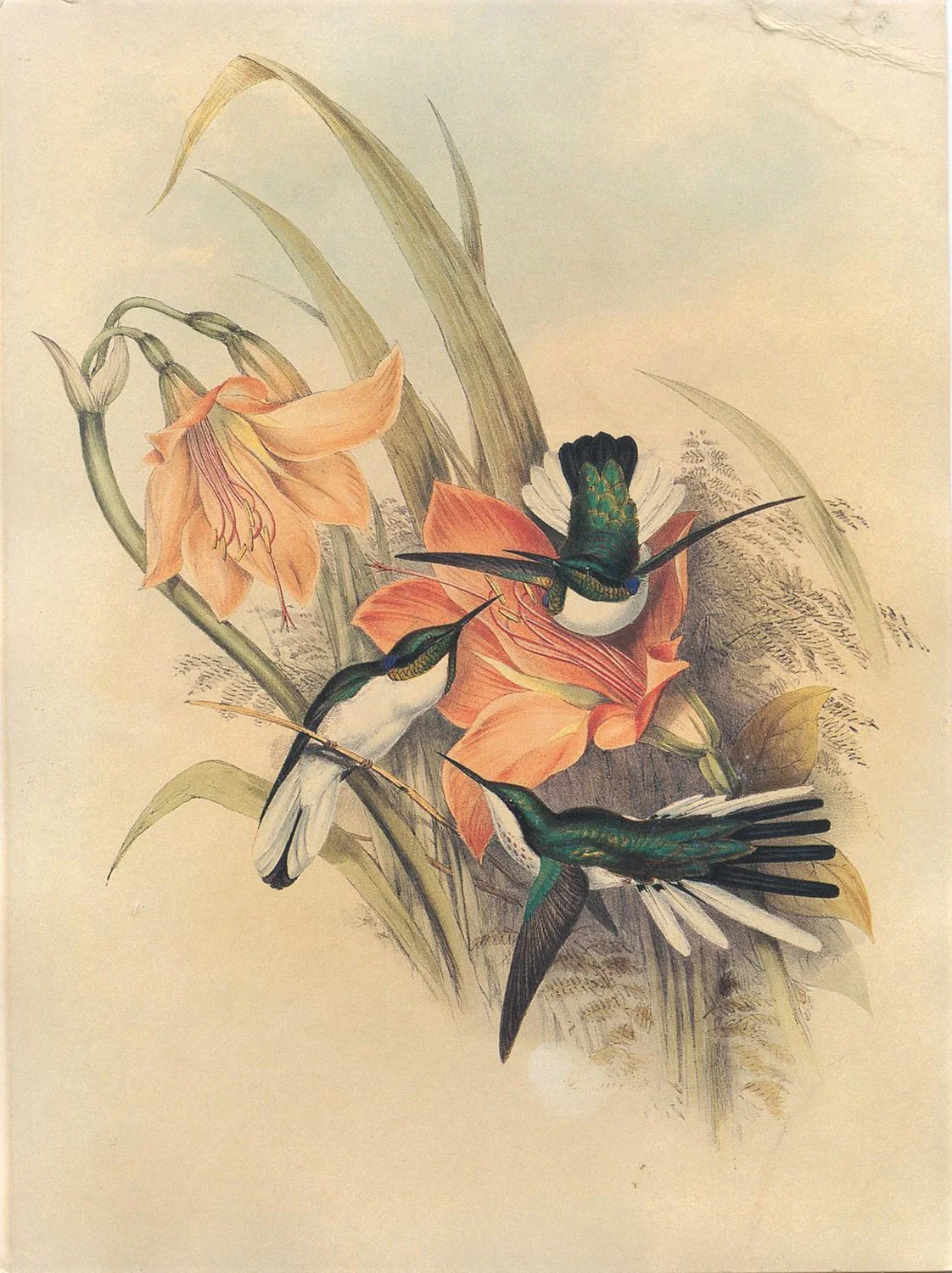 birds-8.jpg
