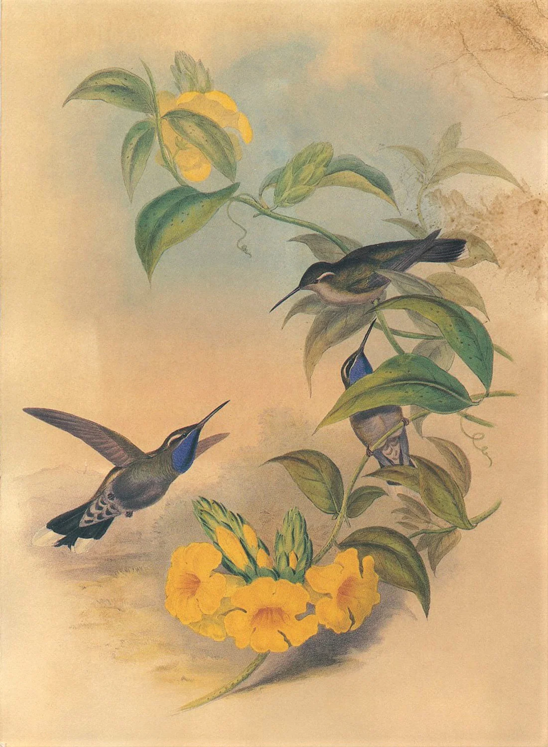 birds-9.jpg