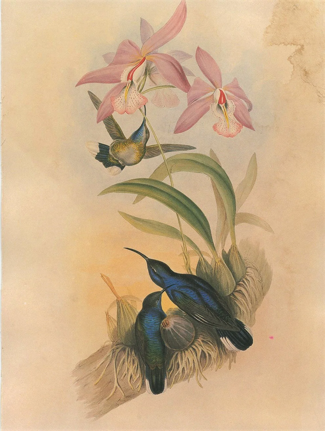 birds-10.jpg