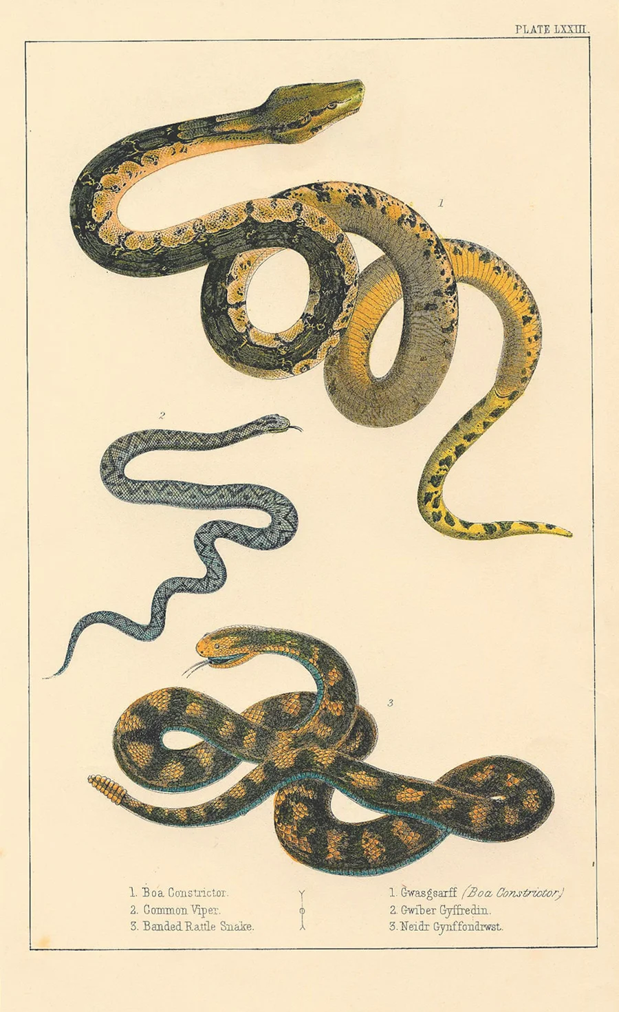 snake-1.jpg