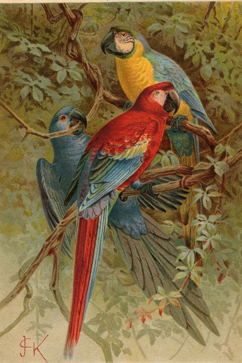birds-3.jpg