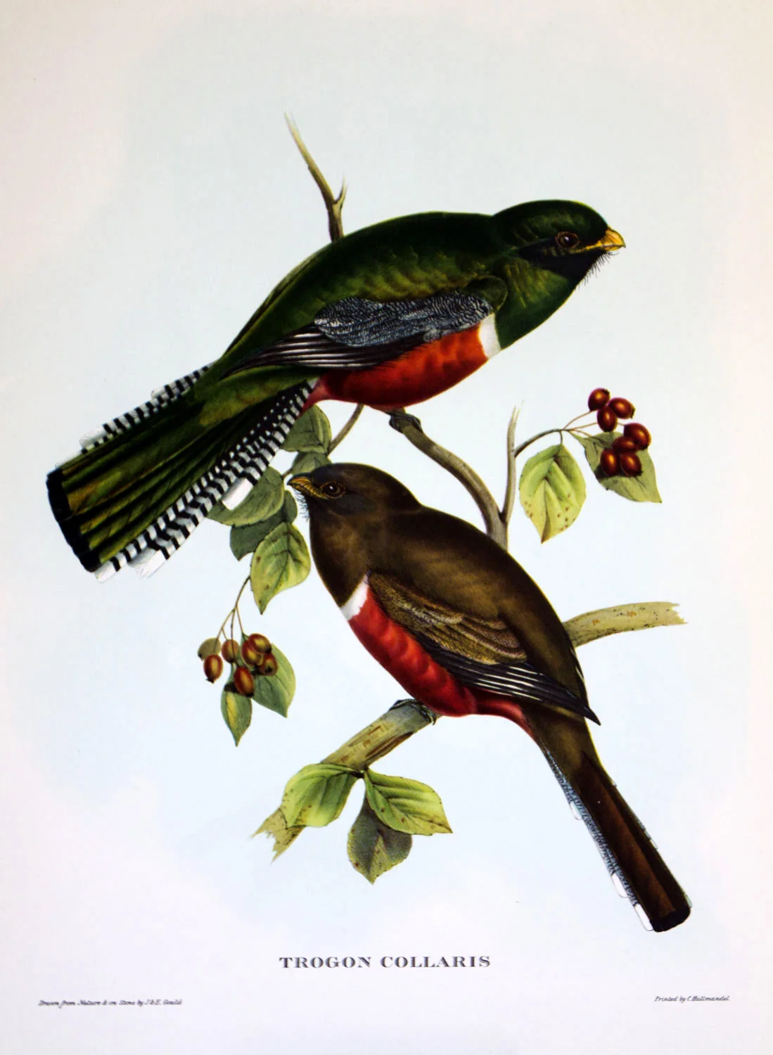 J Gould Bird Print Trogon Collaris