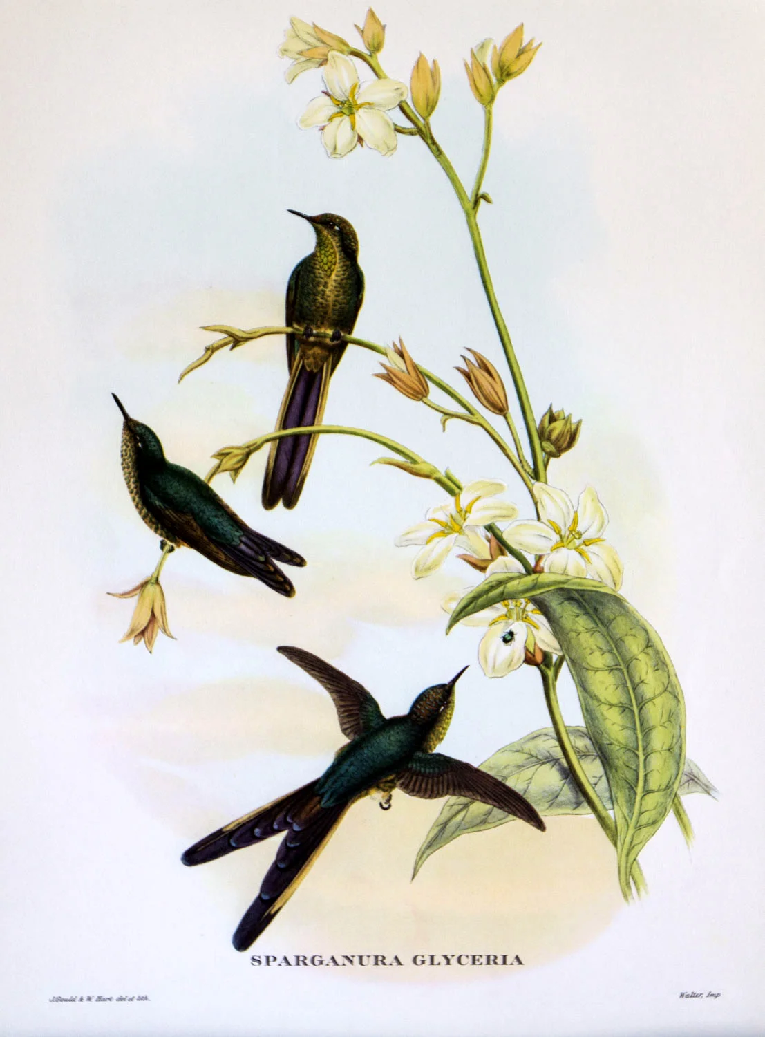 J Gould Bird Print Sparganura Glyceria