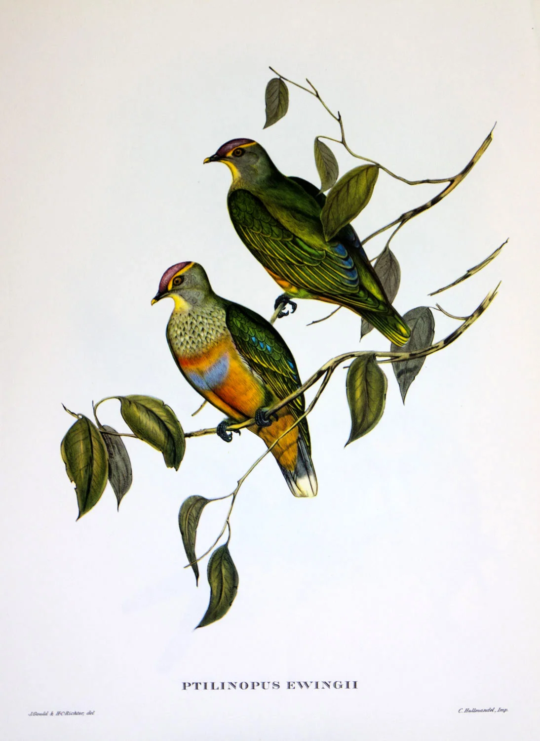 J Gould Bird Print Ptilinopus Ewingii