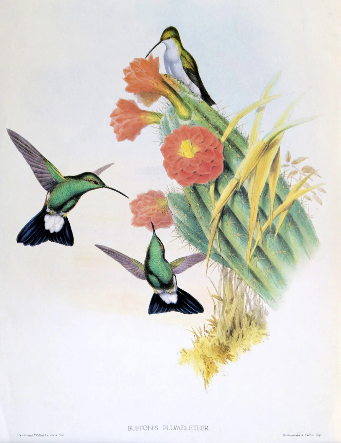J Gould Bird Print Buffon's Plumeleteer