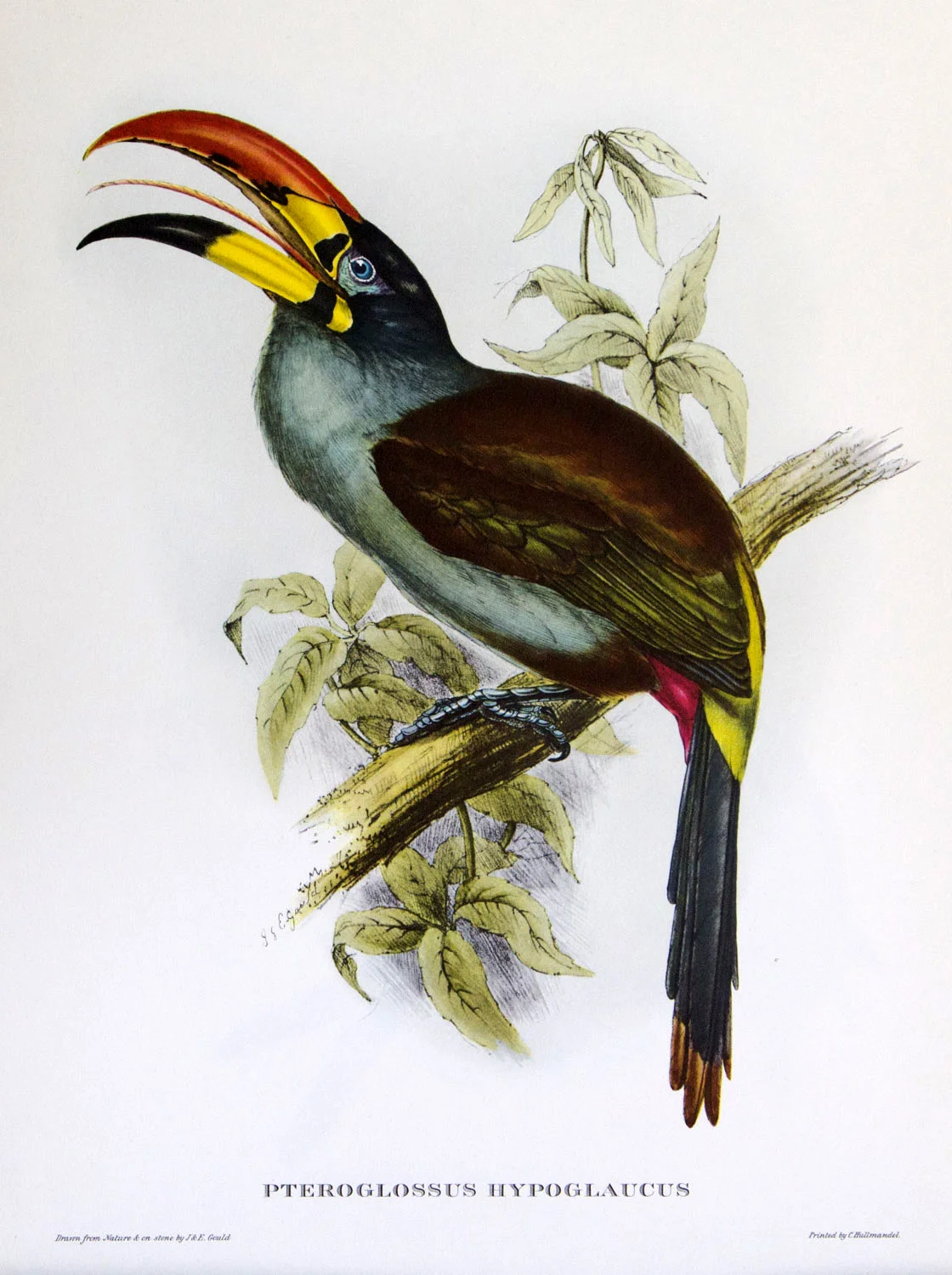 J Gould Bird Print Pteroglossus Hypoglaucus
