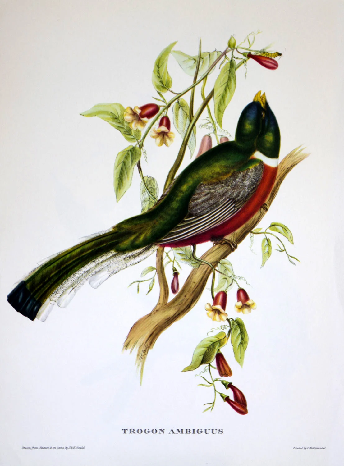 J Gould Bird Print Trogon Ambiguus