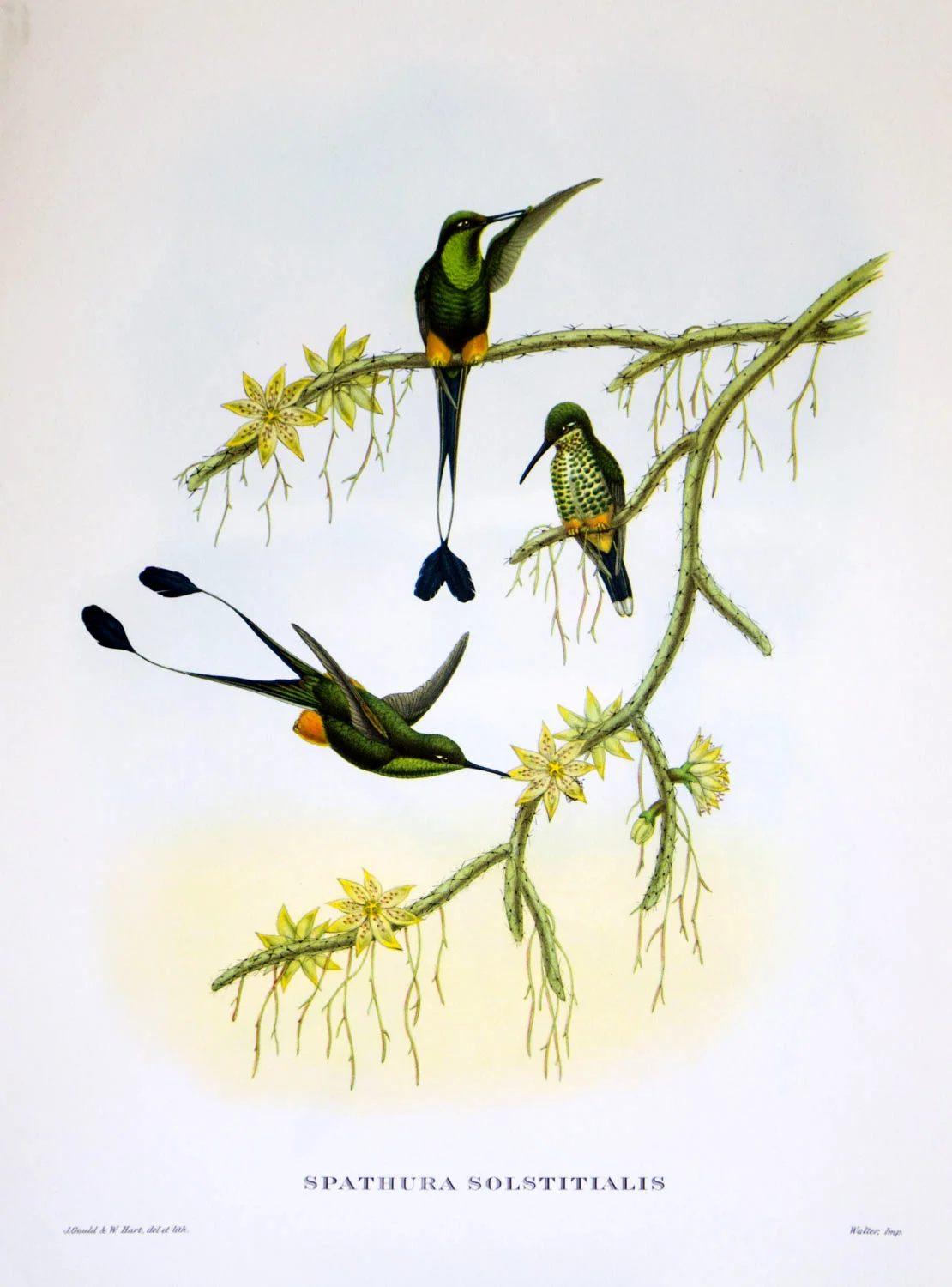 J Gould Bird Print Spathura Solstitialis