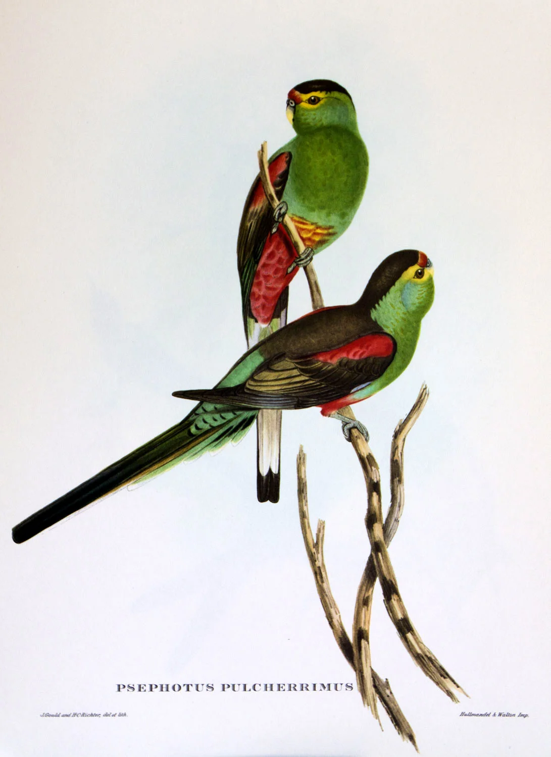 J Gould Bird Print Psephotus Pulcherrimus
