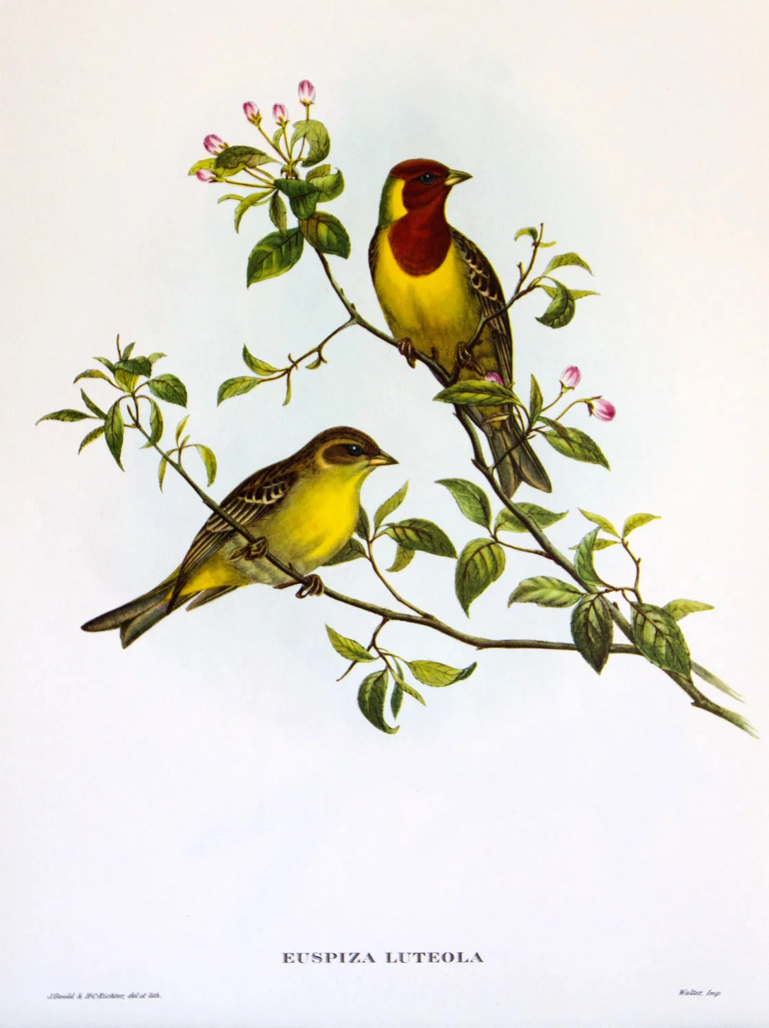 J Gould Bird Print Euspiza Luteola
