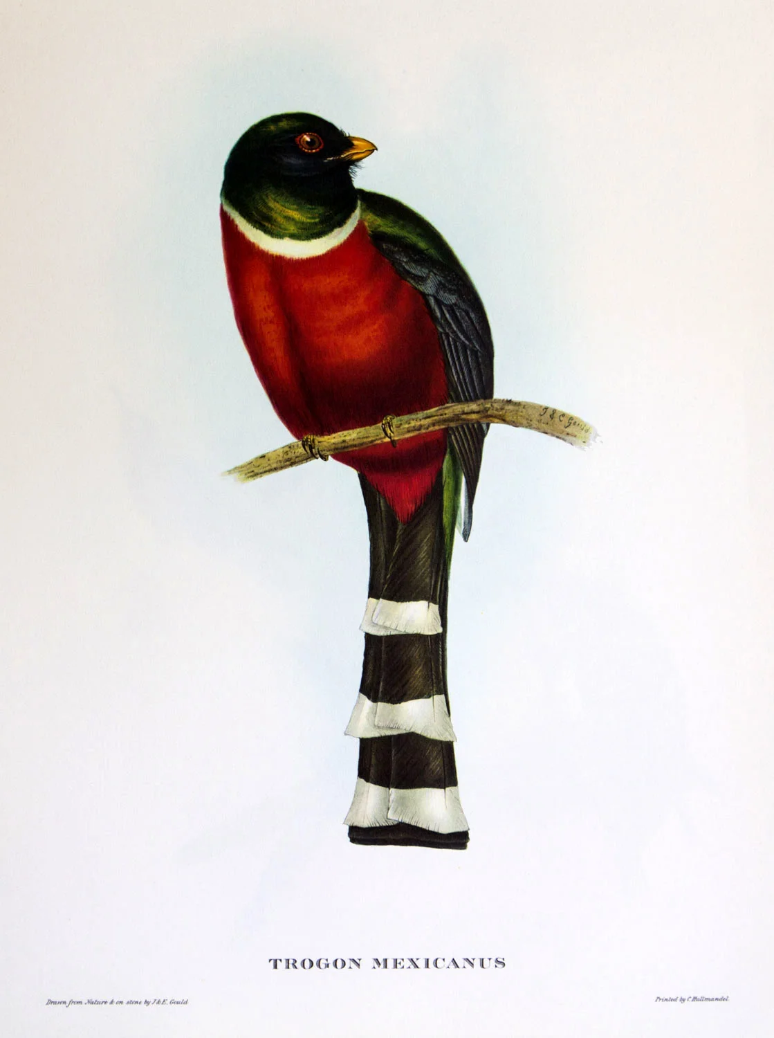 J Gould Bird Print Trogon Mexicanus