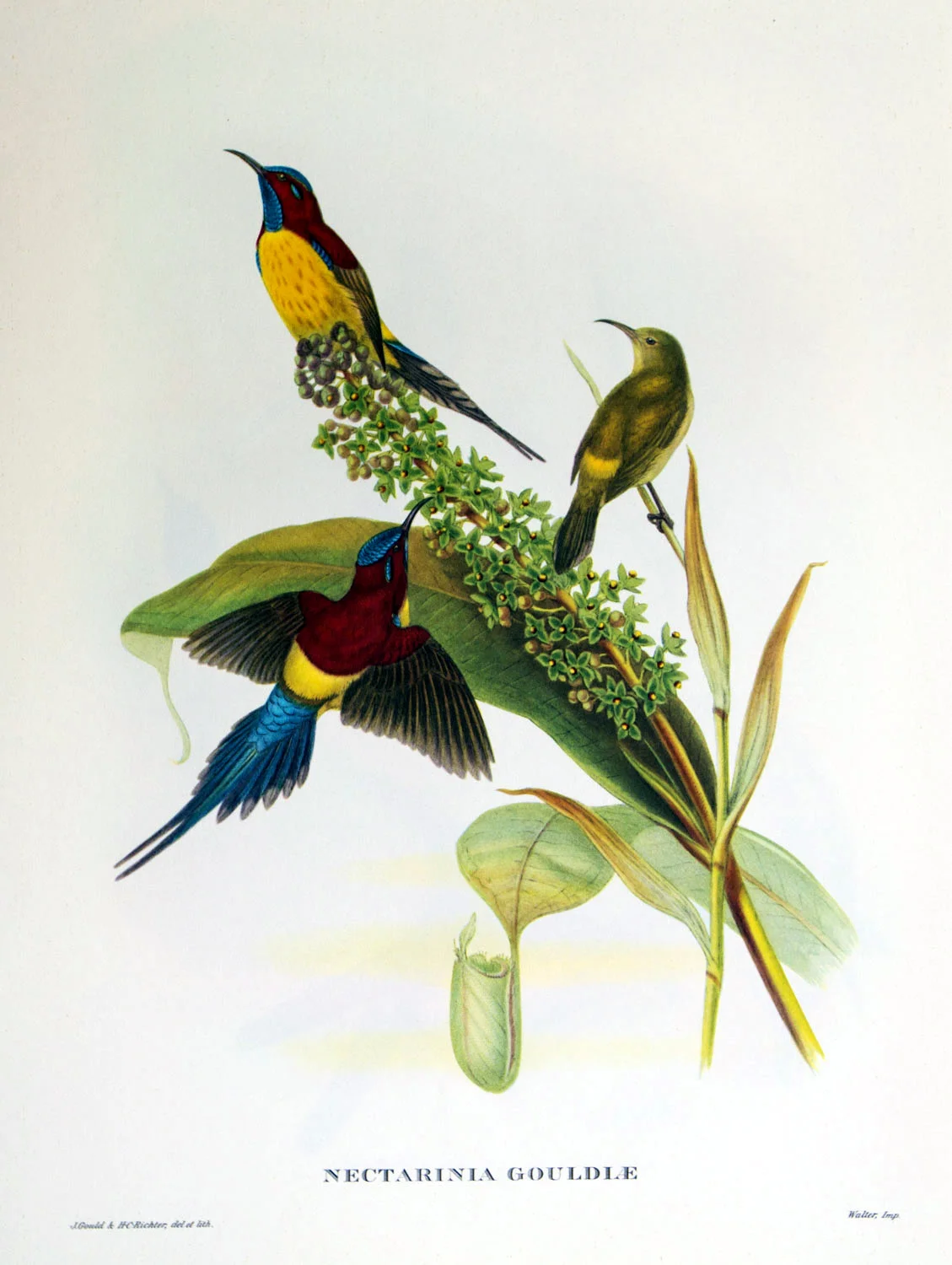 J Gould Bird Print Nectarinia Gouldle