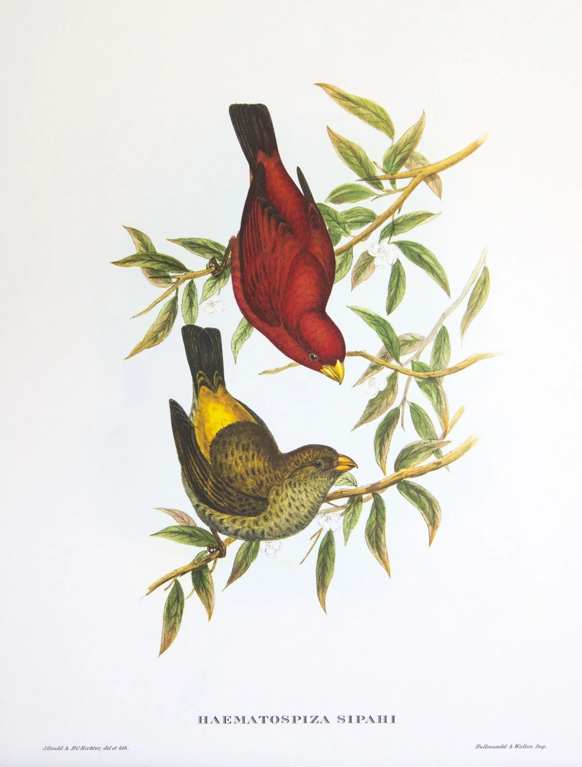 J Gould Bird Print Haematospiza Sipahi