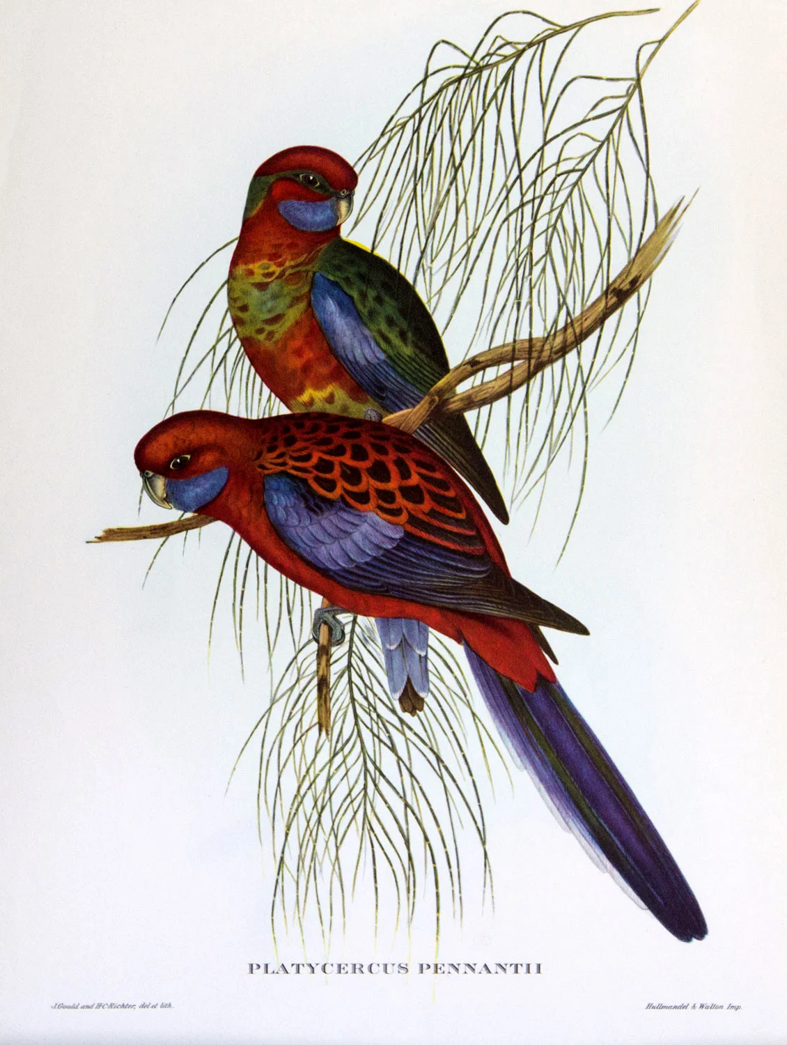 J Gould Bird Print Platycercus Pennantii