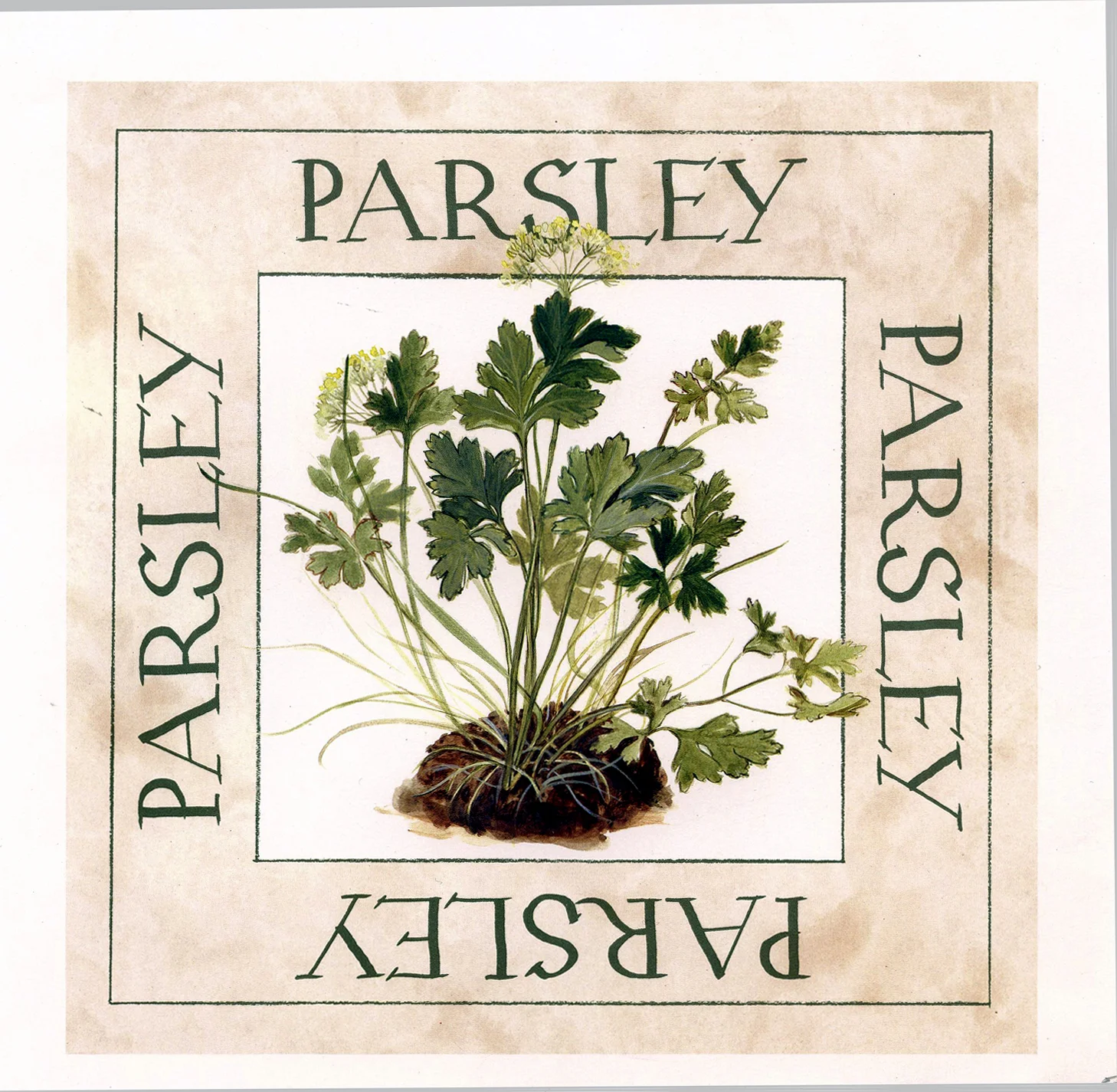 Parsley Print
