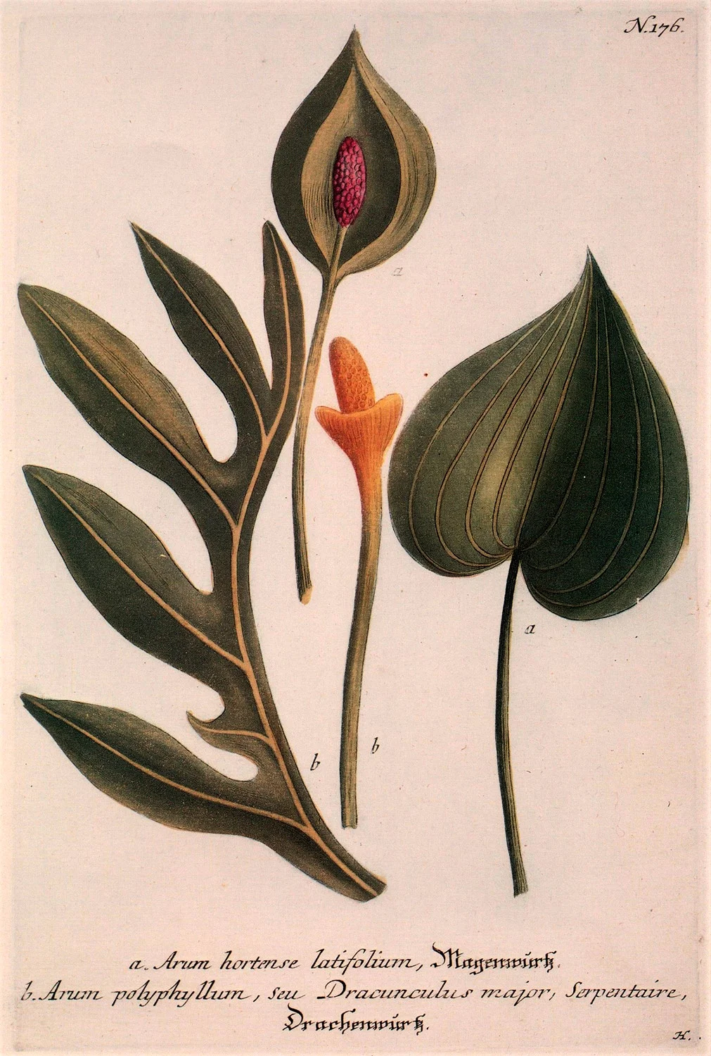 plant-8.jpg