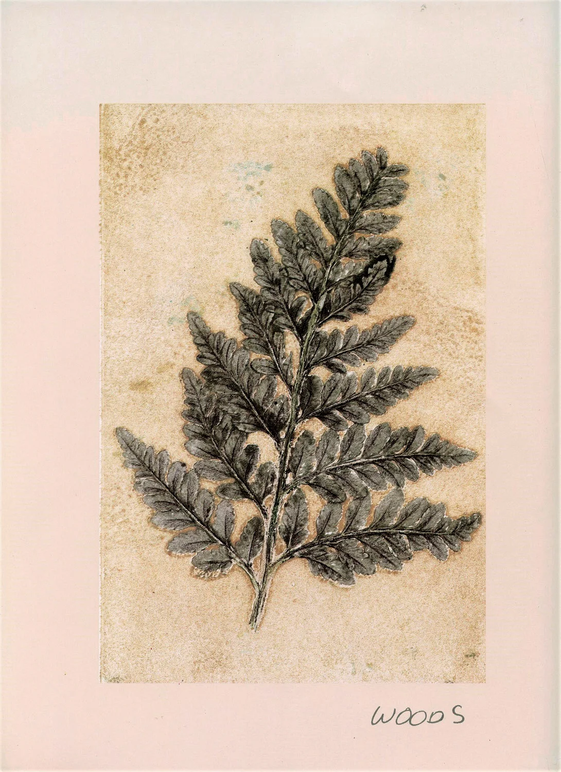 plant-2.jpg