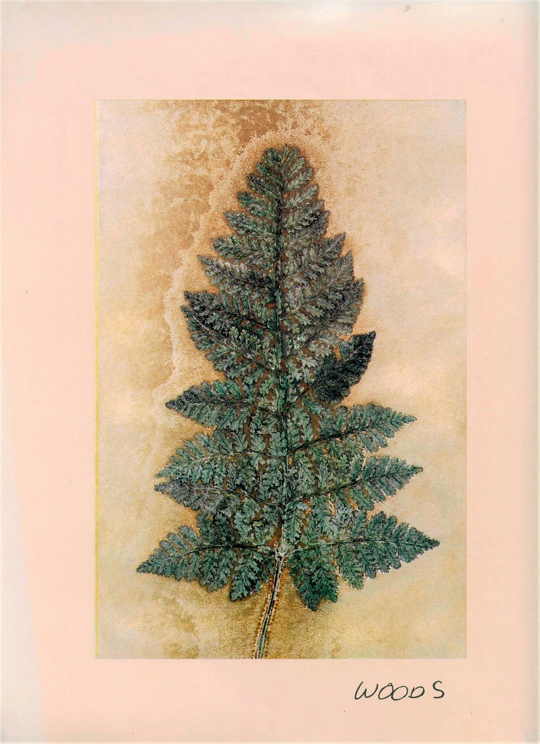 plant-3.jpg