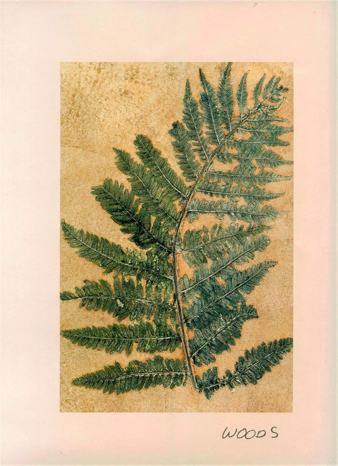 plant-iii.jpg