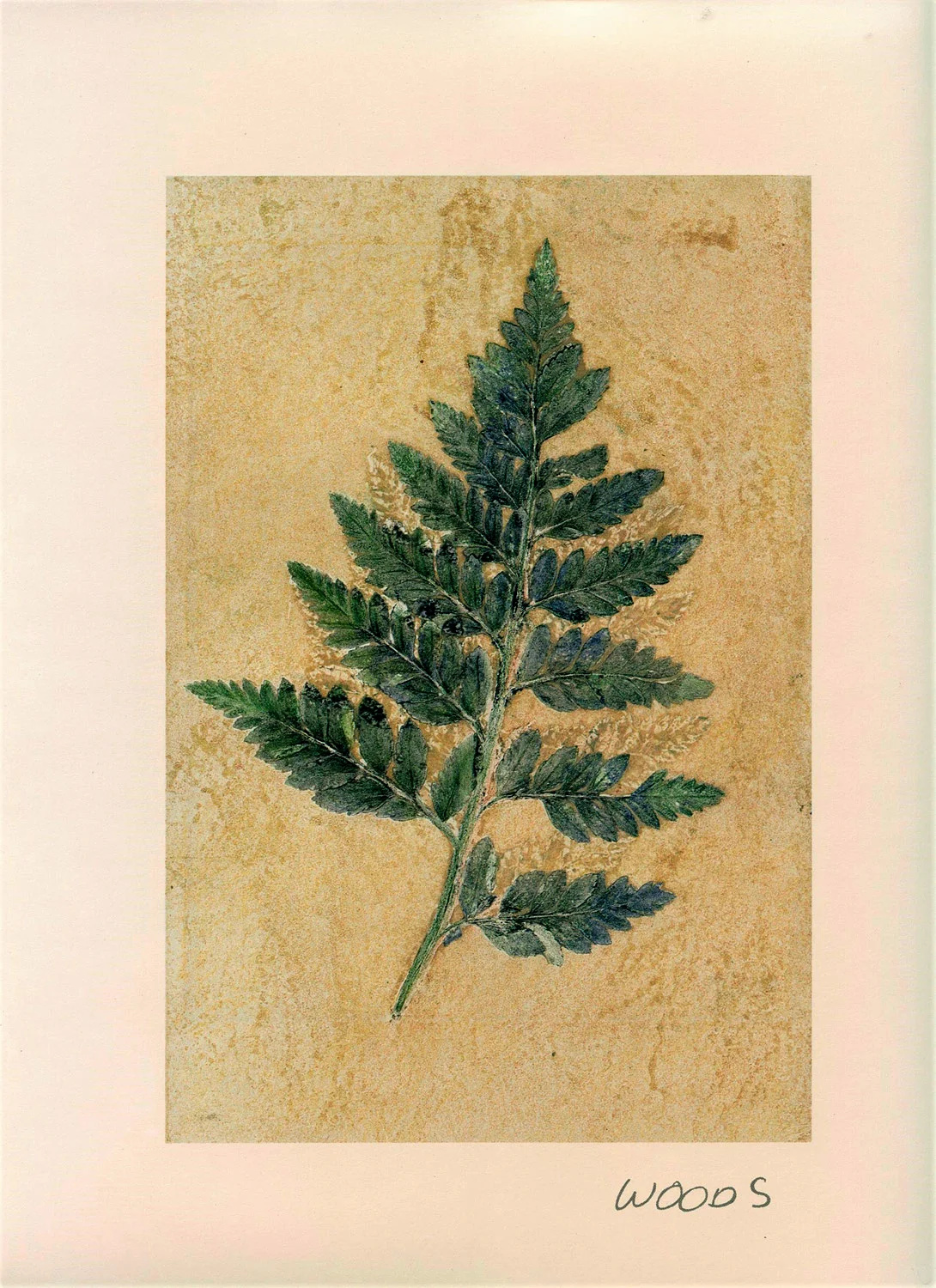 plant-iv.jpg