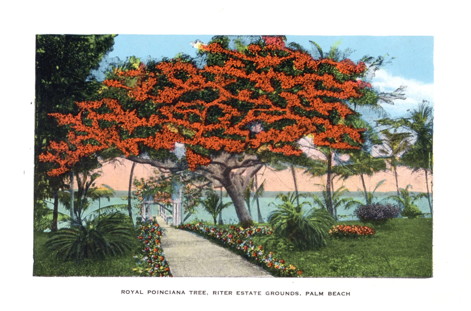 Royal-Poinciana-Tree-Riter-Estate-Palm-Beach.jpg