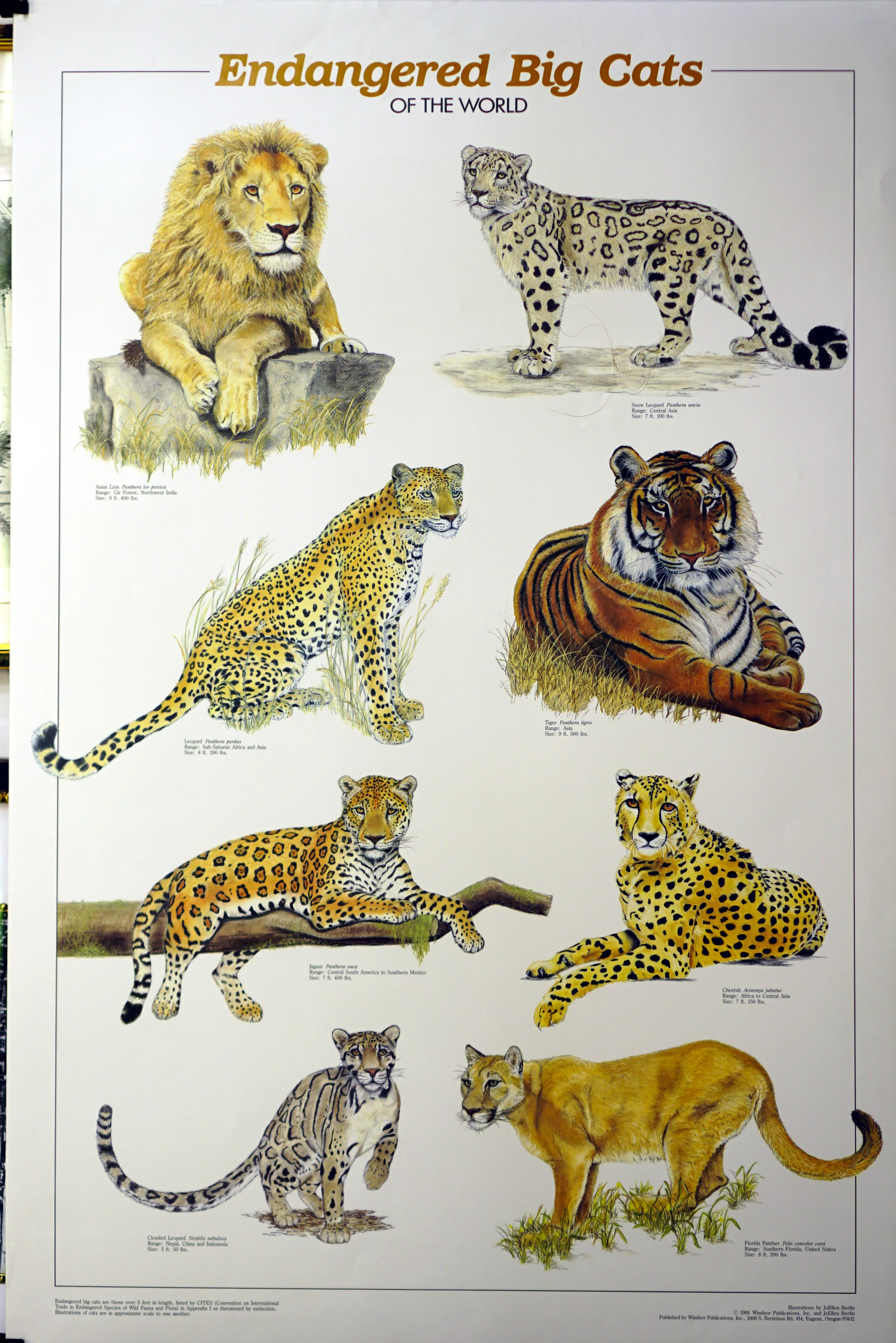 In The World Top Ten Big Cats 10 Biggest Cat Breeds Top 10 Most