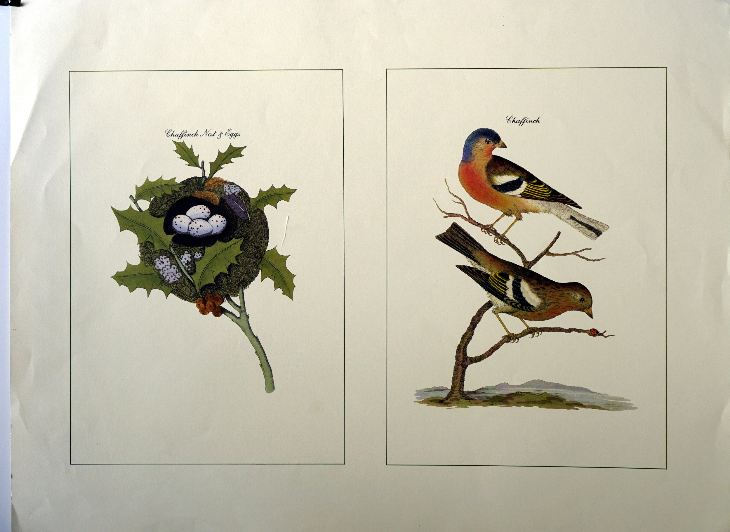 REDPOLL PRINT vintage lithograph from 1958