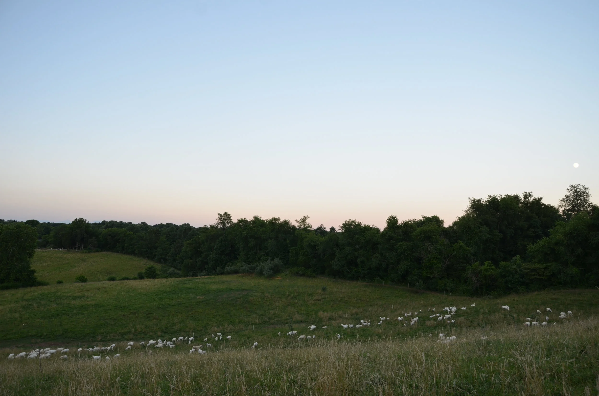 DSC_4619.JPG