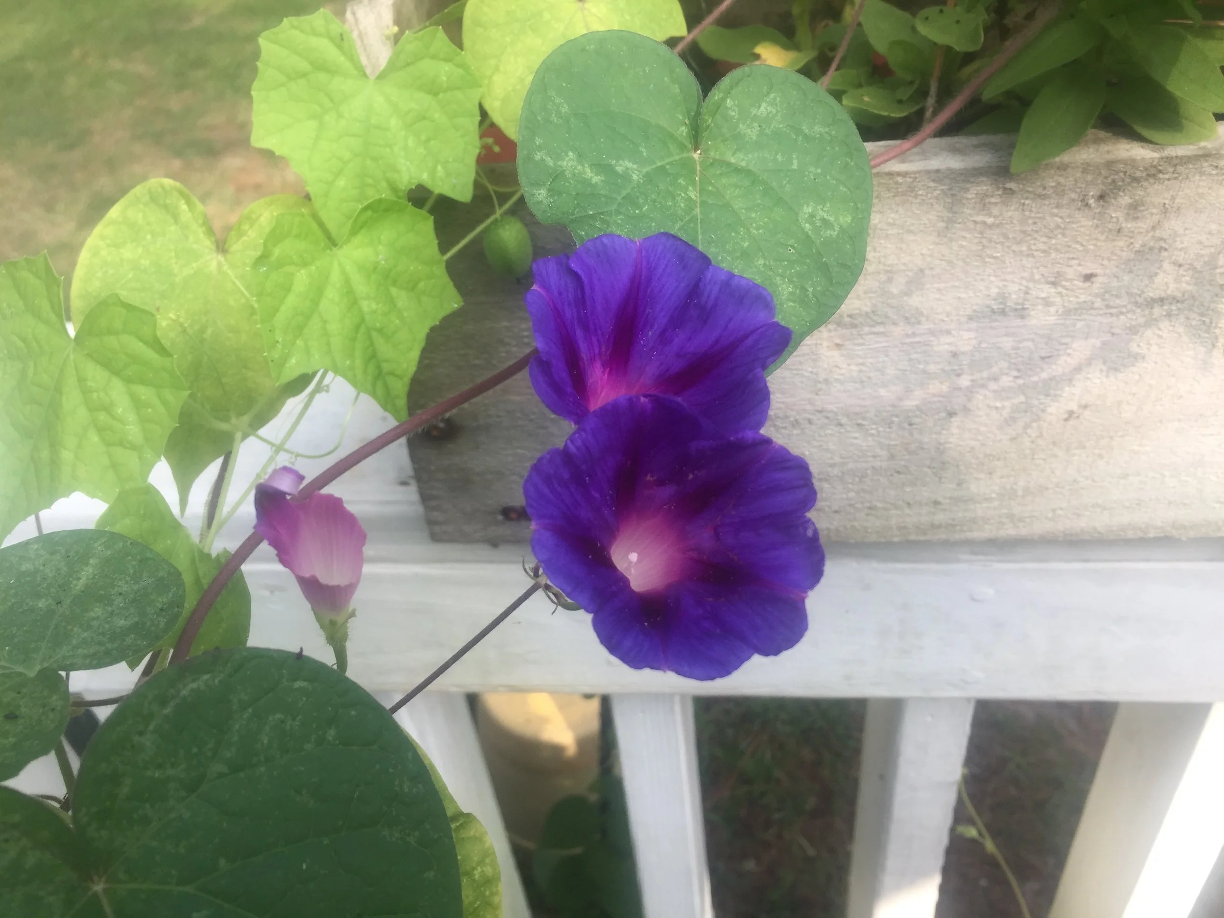The morning glories were showing out when I picked tomatoes, basil, and peppers this morning. Click it for a larger view.