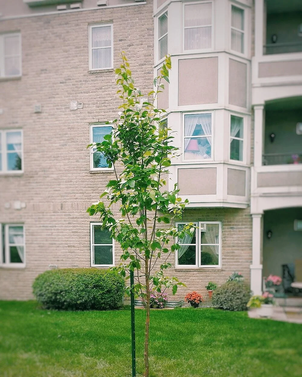 Arbres