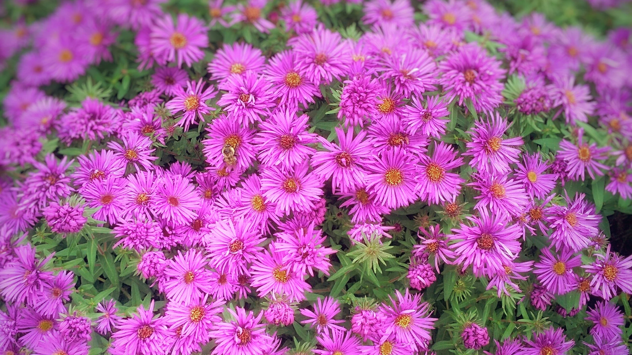 Fleurs et plantes