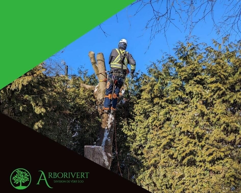 #Abattage d'un &eacute;rable &agrave; gigu&egrave;re, effectu&eacute; en d&eacute;cembre
&bull; Projet de notre nouvelle division #Arborivert

#&eacute;mondage #entretienjardin #arboriste #coupearbres