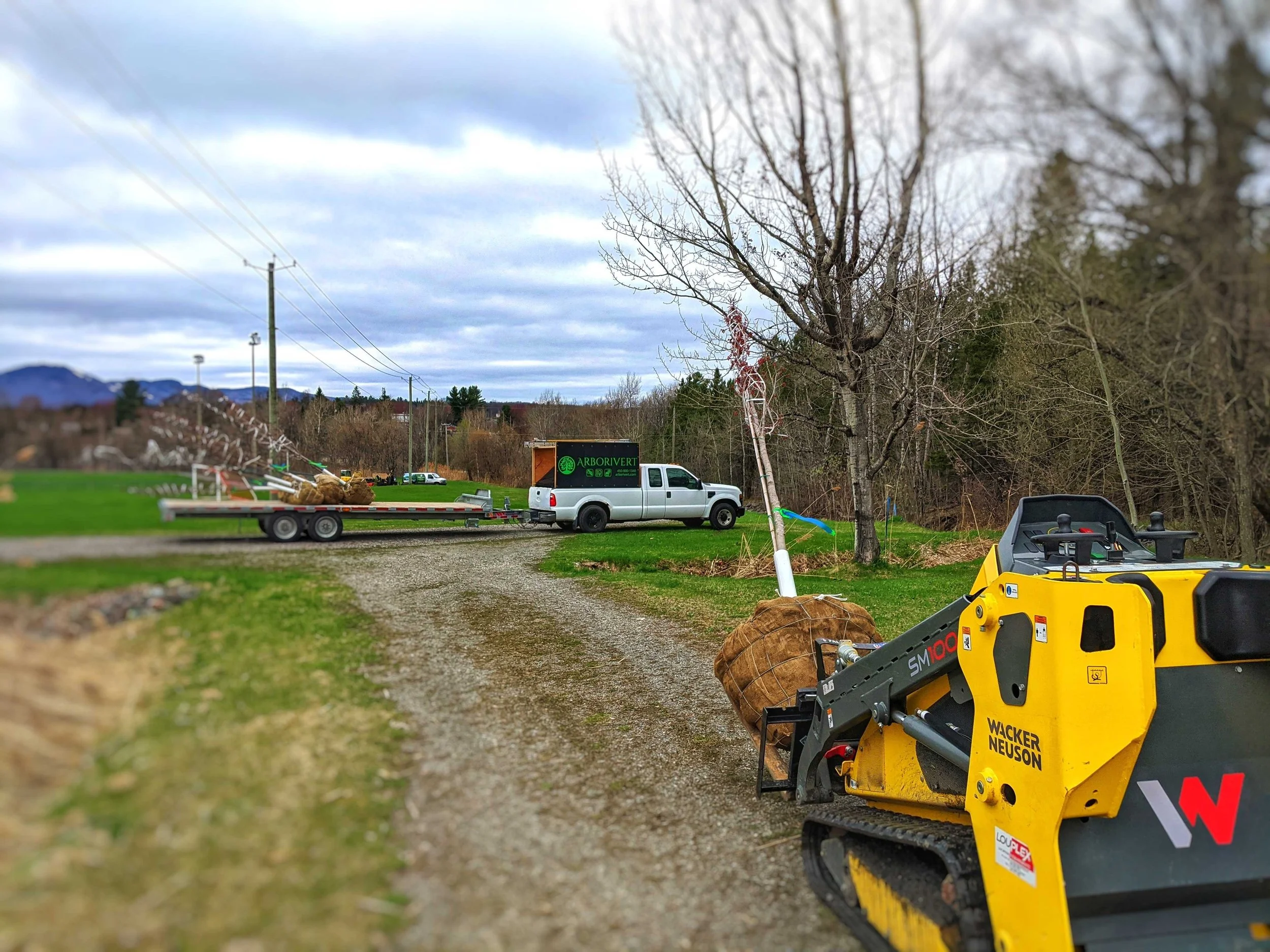 Planter des arbres en automne : un investissement durable pour vos projets