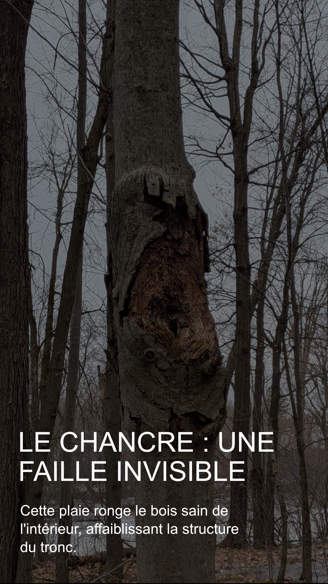 Le chancre : une faille invisible