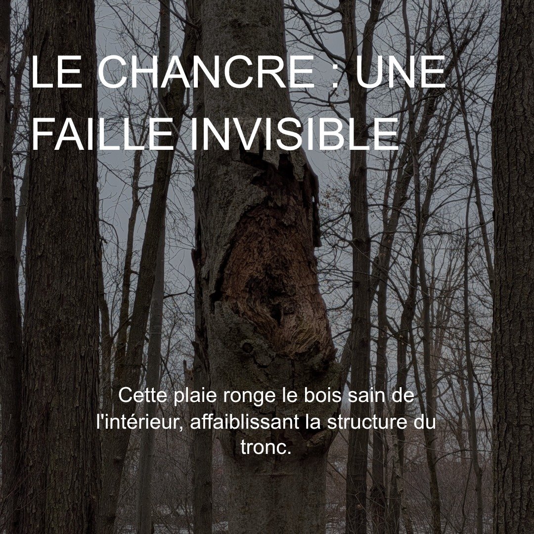 La photo parle d'elle-m&ecirc;me : ce que vous voyez ici n'est pas qu'une simple cicatrice. C'est un chancre, une pathologie qui s'attaque au cambium et ronge le bois sain.

​Le danger ? Contrairement &agrave; une branche morte visible, le chancre af